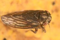 Anaceratagallia glabra