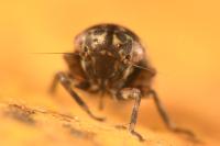 Anaceratagallia glabra