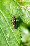 Capsodes sulcatus