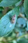 Tachycixius pilosus