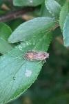 Tachycixius pilosus
