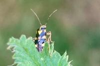 Liocoris tripustulatus
