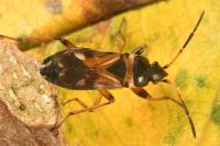 Raglius alboacuminatus