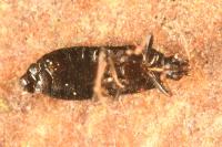 Dufouriellus ater