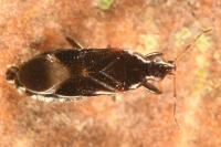 Dufouriellus ater