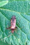 Phytocoris