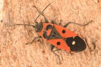 Melanocoryphus albomaculatus