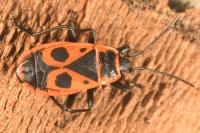 Pyrrhocoris apterus