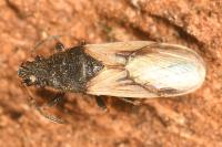 Metopoplax ditomoides