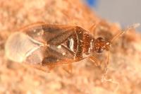 Cardiastethus fasciiventris