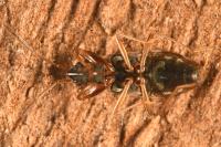 Scolopostethus pictus