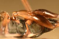 Scolopostethus pictus