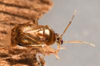 Deraeocoris lutescens