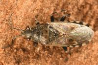 Heterogaster cathariae