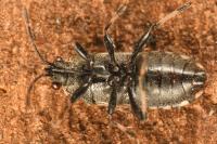 Heterogaster cathariae