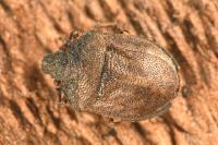 Podops inunctus