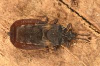 Aneurus avenius