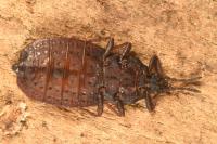 Aneurus avenius