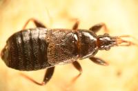 Xylocoris cursitans