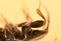 Xylocoris cursitans