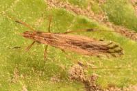 Berytinus montivagus