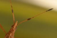 Berytinus montivagus