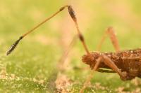 Berytinus montivagus