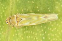 Frutioidia bisignata