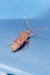 Pantilius tunicatus