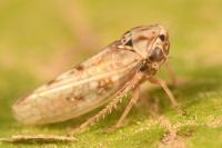 Dryodurgades reticulatus