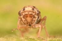 Dryodurgades reticulatus