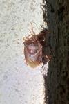 Palomena prasina