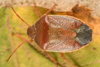 Piezodorus lituratus