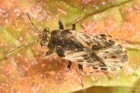 Heterogaster urticae