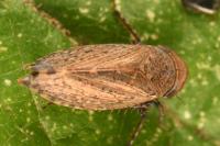 Stroggylocephalus livens