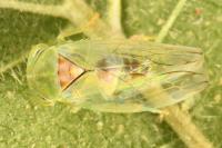 Tremulicerus