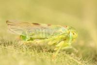 Tremulicerus