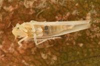 Zygina eburnea