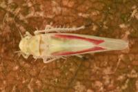 Zygina eburnea