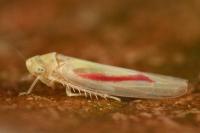 Zygina eburnea