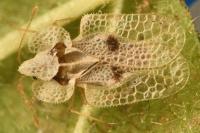 Corythucha ciliata