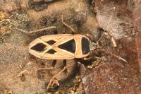 Xanthochilus saturnius