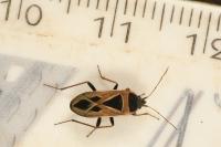 Xanthochilus saturnius