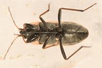 Xanthochilus saturnius