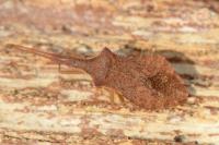 Haploprocta sulcicornis