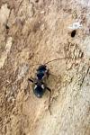 Rhyparochromus vulgaris