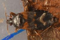 Lyctocoris dimidiatus