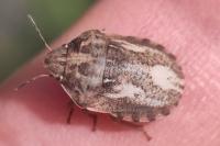Eurygaster