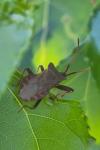 Coreus marginatus
