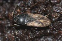 Megalonotus emarginatus